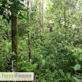 Forestfinance Cashback
